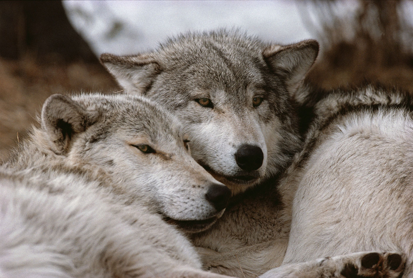 Pair Bonding in the Animal Kingdom – Marriage