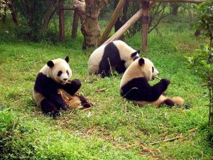 Ailuropoda-melanoleuca-black-and-white-cat-at-Chengdus-Giant-Panda-Breeding-Research-Base