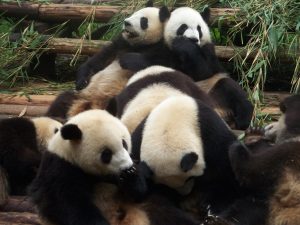 Panda-Rescue-Center-Chengdu-China