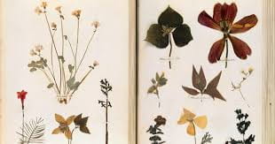 The Herbarium Project — Experiential for All Ages