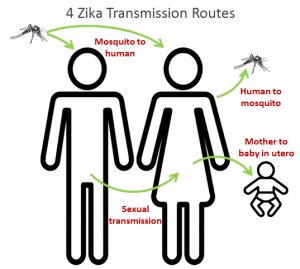 Zika-transmission-routes