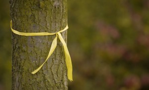 Yellow Ribbons That Signal a Loss From the War
