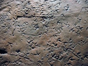 Triassic eocene bird tracks, Argentina