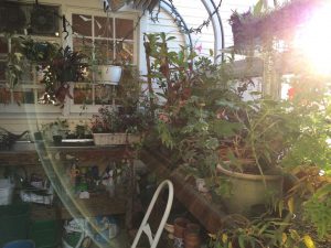 My greenhouse