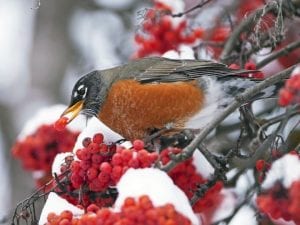 New England Robin