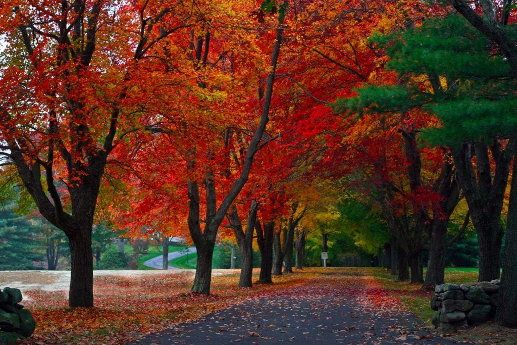 Maple trees, New England Fall