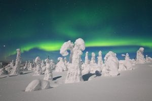Lapland Trees in winter with Northern Lights